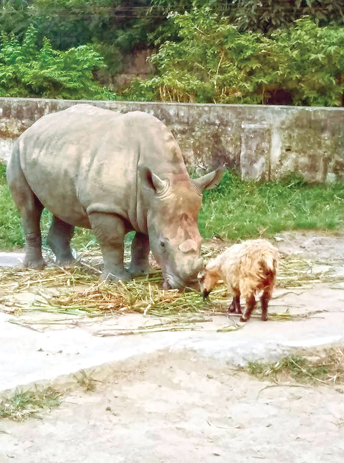ভেড়ার সঙ্গে গন্ডার কাঞ্চি। জাতীয় চিড়িয়াখানা থেকে গত বুধবার তোলা ছবি l প্রথম আলো