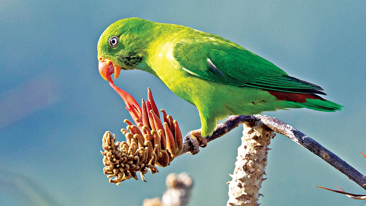 লটকন পাখির এই ছবি সম্প্রতি সাতছড়ি বন থেকে তুলেছেন আদনান আজাদ