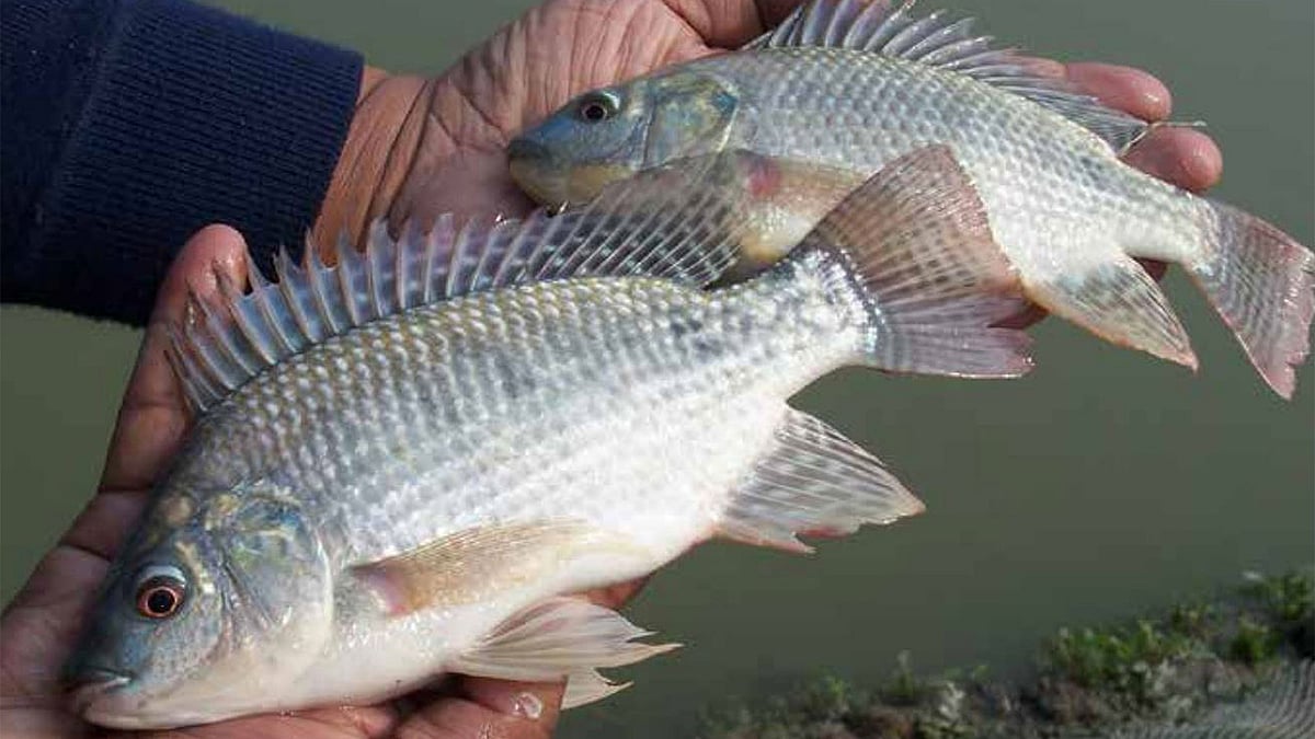 তেলাপিয়া। ছবি: এফএও