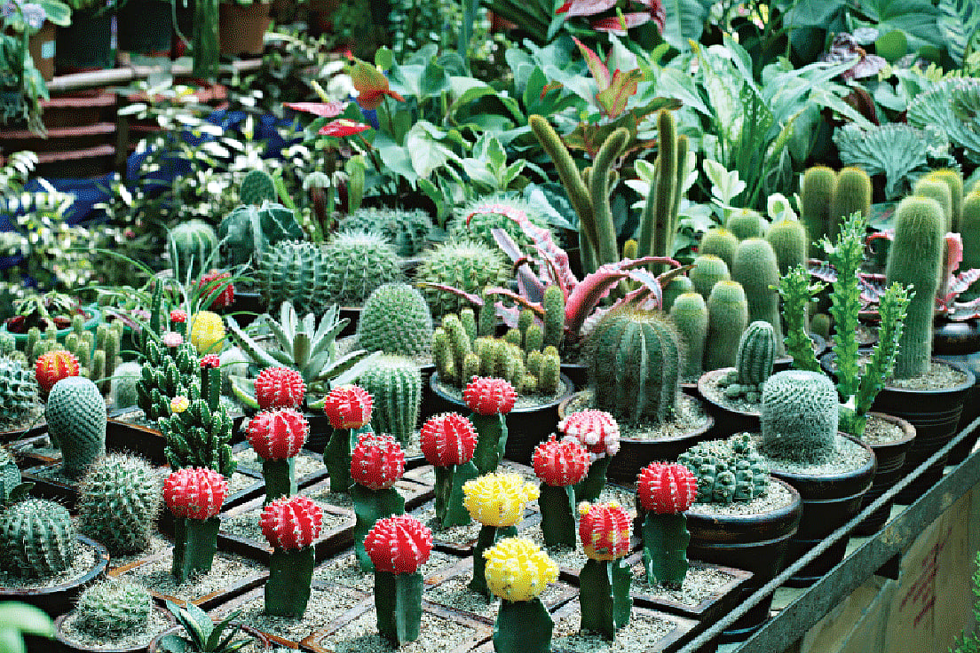 রাজধানীর বৃক্ষমেলায় আছে ঘরে রাখার এমন রঙিন ক্যাকটাস। ছবি: নকশা