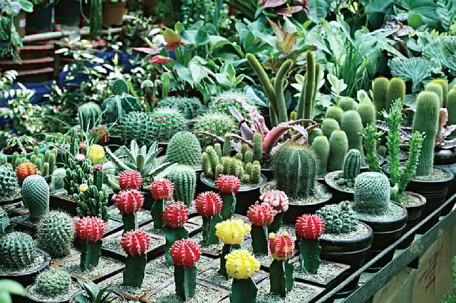 রাজধানীর বৃক্ষমেলায় আছে ঘরে রাখার এমন রঙিন ক্যাকটাস। ছবি: নকশা