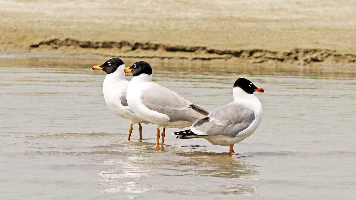 রাজশাহীর পদ্মার চরে পালাসের গাঙচিল। ছবিটি গত ১৮ মার্চ চর খানপুর থেকে  তোলা l ছবি: লেখক