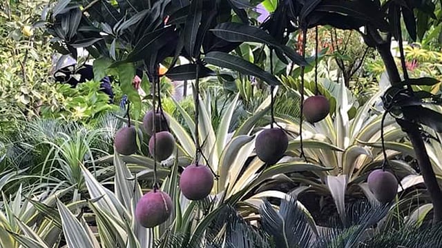 লাল লাল এই আমের নাম জাম্বুরা আম।