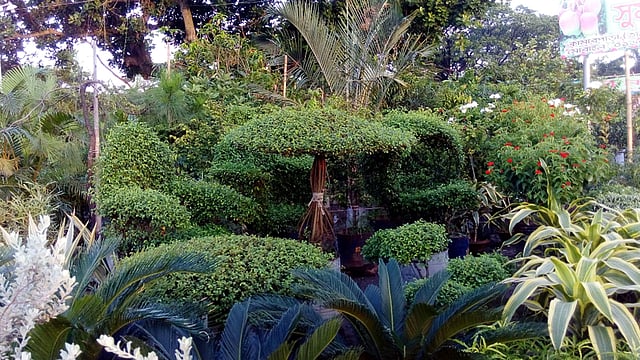 ছাঁটাই করে এই গাছকে দেওয়া যায় বিভিন্ন আকার।