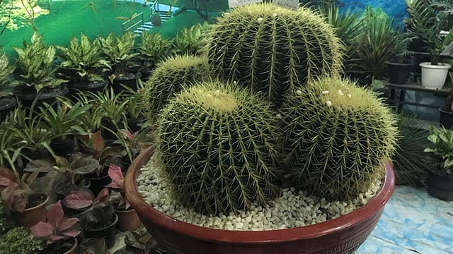 এই ক্যকটাসের দাম ৩ লাখ টাকা।