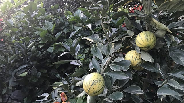 থাই মাল্টার গাছের দাম ২ হাজার থেকে ১০ হাজার পর্যন্ত ।