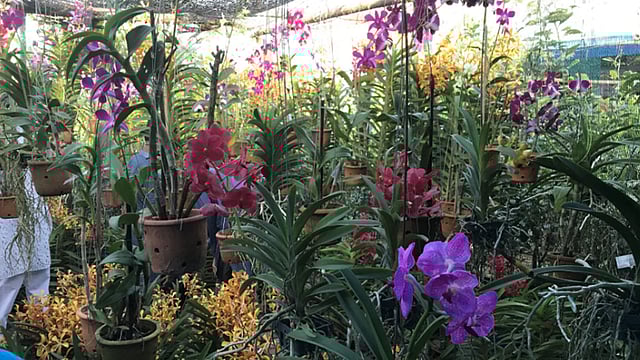 দু-তিনটি স্টল সাজিয়ে বসেছে অর্কিডের পসরা।