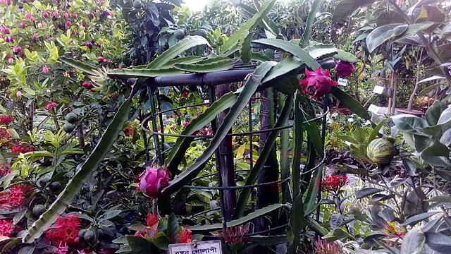 মেলায় এসেছে ড্রাগন ফল।