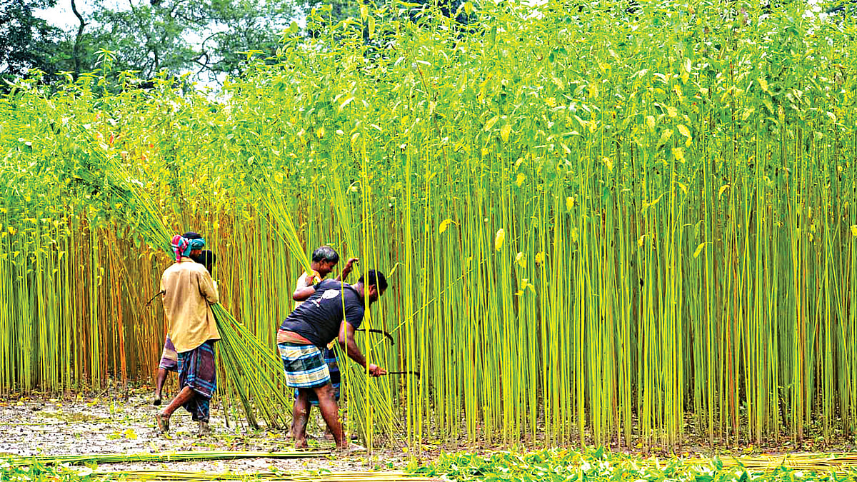 পাটের জীবনরহস্য উন্মোচন করে উদ্ভাবিত নতুন জাত রবি–১ পরীক্ষামূলক চাষে কৃষকের মাঠে বড় হয়েছে। এখন চলছে তা কাটার ধুম। ছবিটি গত বৃহস্পতিবার ফরিদপুরের নগরকান্দার তালমা ইউনিয়নের মানিকনগরের লক্ষ্মণ সেনের জমি থেকে তোলা l প্রথম আলো