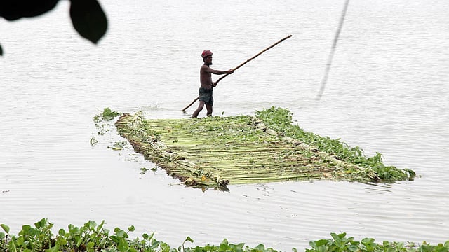 যমুনা নদীসংলগ্ন এলাকা থেকে পাট কেটে জাগ দেওয়ার জন্য নিয়ে যাচ্ছেন এক কৃষক। ছবিটি সারিয়াকান্দি উপজেলার গোদাখালী এলাকা থেকে তোলা।