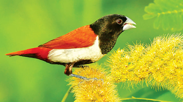 রাজশাহী শহরের পদ্মার তীরে সিমলা পার্কের পাশের কাউন খেতে তিনরঙা মুনিয়া l মো. মারুফ রানা