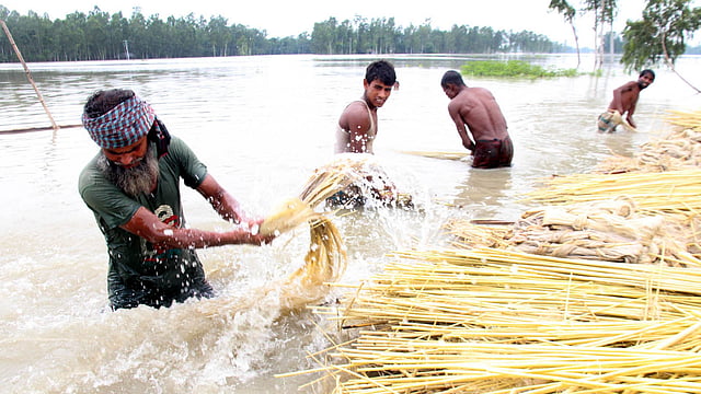 পাটকাঠি থেকে আঁশ ছাড়ানোর পর চলছে ধোয়ার কাজ। ছবিটি সারিয়াকান্দি উপজেলার নিজ কর্নিবাড়ি এলাকার পুরোনো বাঁধ এলাকা থেকে তোলা।