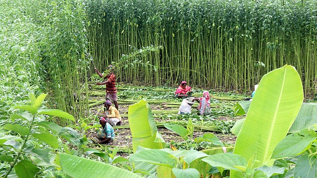 দল বেঁধে পাট কাটছেন কৃষকেরা। ছবিটি বগুড়ার ধুনট উপজেলার বেড়েরবাড়ী গ্রাম থেকে তোলা।