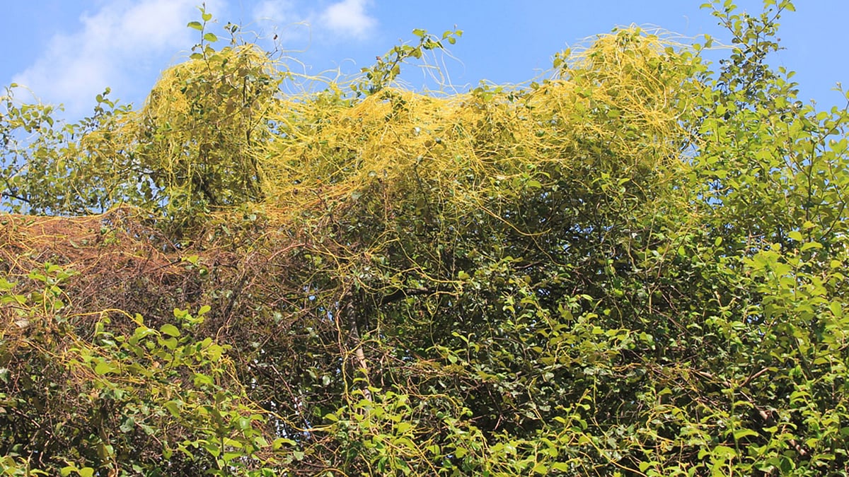 পুরো গাছ ছেয়ে আছে স্বর্ণলতায়। শিকড় নেই, পাতা নেই, তবুও মাথা উঁচু করে যেন আকাশ ছুঁতে চায় এই স্বর্ণলতা। ছবিটি রাজধানীর ফার্মগেট-সংলগ্ন পার্ক থেকে তোলা। ছবি: মুসলিমা জাহান