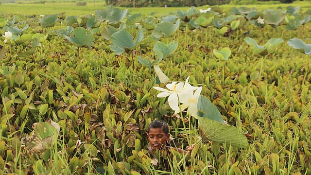 জলে নেমে পদ্ম তুলছে এক কিশোর। ছবি: আলীমুজ্জামান