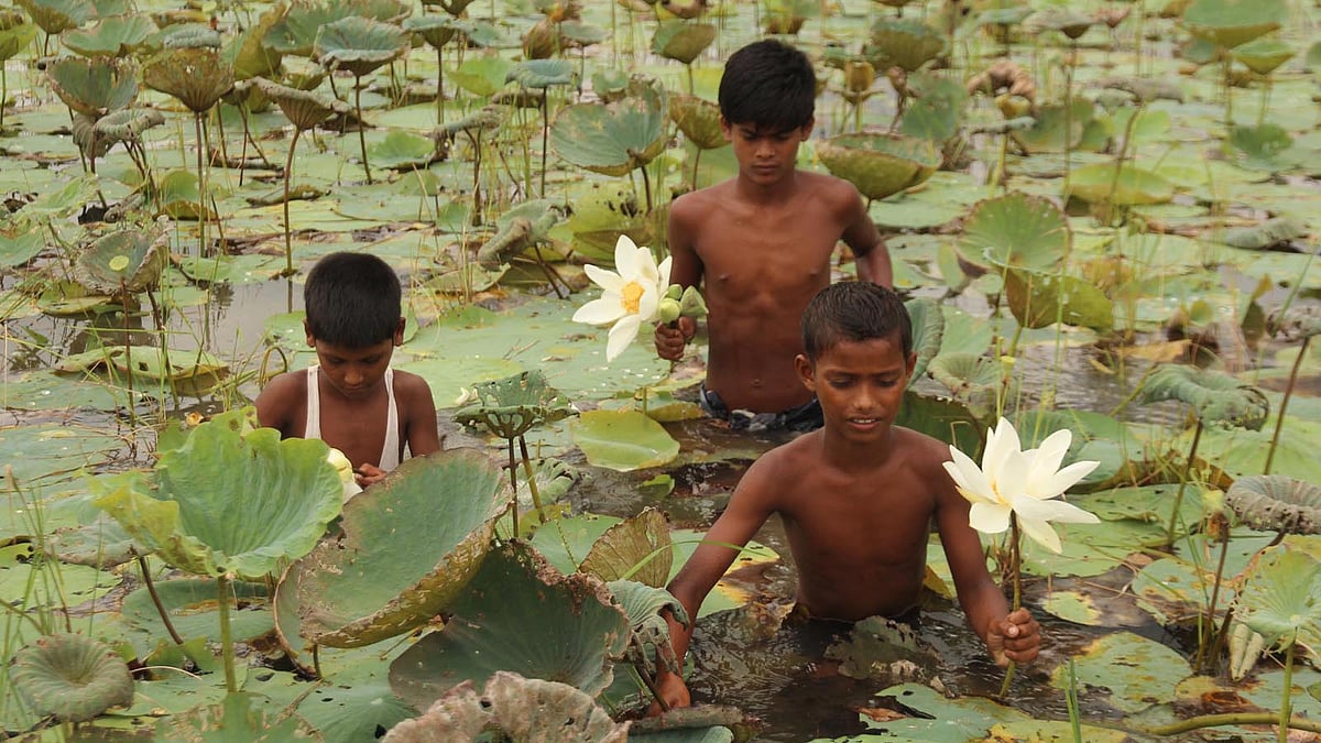 তাদের হাতে সাদা তারা। খেলার ছলে পদ্ম তোলায় ব্যস্ত কয়েক কিশোর। ছবি: আলীমুজ্জামান