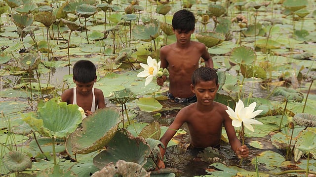 তাদের হাতে সাদা তারা। খেলার ছলে পদ্ম তোলায় ব্যস্ত কয়েক কিশোর। ছবি: আলীমুজ্জামান