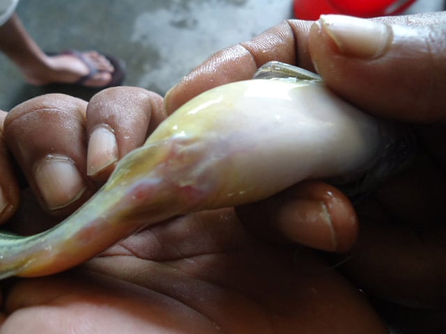 ডিম সংগ্রহের আগে একটি ট্যাংরা মাছ। ছবি: সংগৃহীত