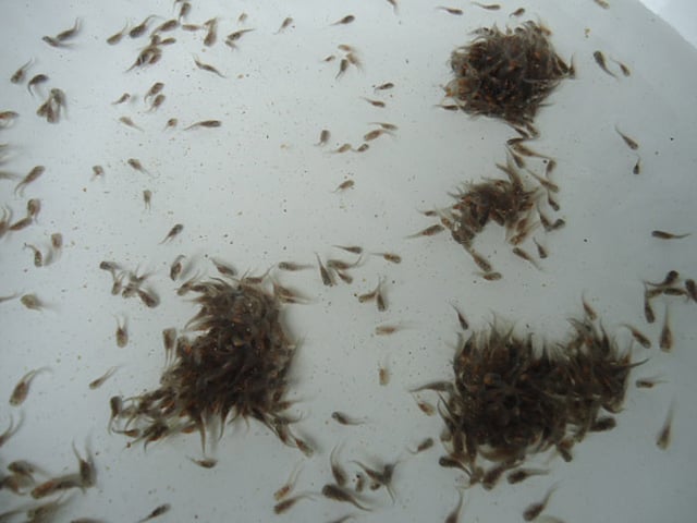 ট্যাংরার পোনা। ছবি: সংগৃহীত