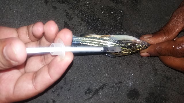 প্রজননের আগে ট্যাংরা মাছকে ইনজেকশন প্রয়োগ। ছবি: সংগৃহীত