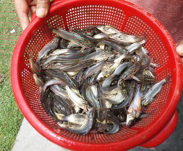 কৃত্রিম প্রজননে চাষ করা ট্যাংরা মাছ। ছবি: সংগৃহীত