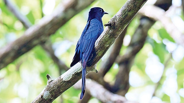 ডুমুরগাছে ফিঙে কুলি। কাপ্তাই জাতীয় উদ্যানের বড় ছড়া থেকে সম্প্রতি তোলা ছবি l লেখক