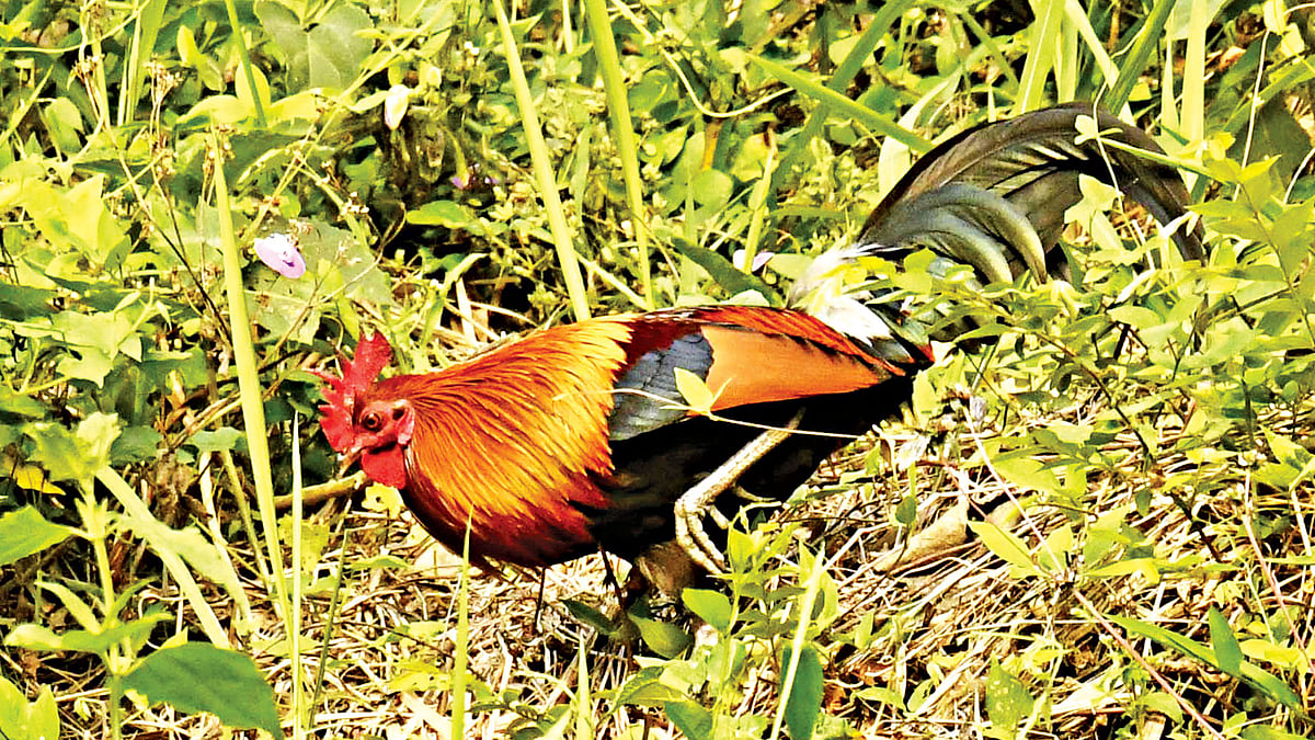 সুদর্শন বনমোরগ। সম্প্রতি কাপ্তাই থেকে তোলা ছবি l লেখক