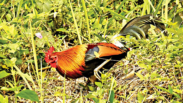 সুদর্শন বনমোরগ। সম্প্রতি কাপ্তাই থেকে তোলা ছবি l লেখক