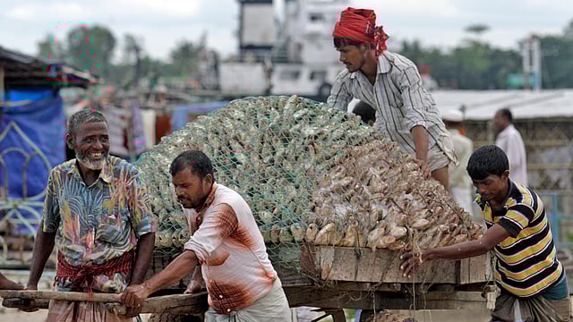 চট্টগ্রামের ফিশারিঘাট থেকে দেশের বিভিন্ন স্থানে ইলিশ সরবরাহ করা হয়। ছবি: জুয়েল শীল