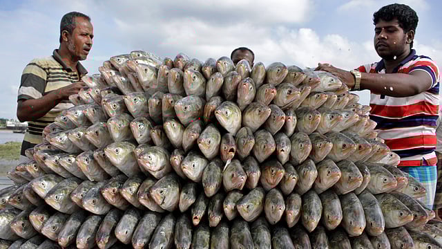এবার ভরা বর্ষার কারণে ঝাঁকে ঝাঁকে ইলিশ ধরা পড়ছে। ছবিগুলো সম্প্রতি চট্টগ্রামে মাছের বড় পাইকারি বাজার ফিশারিঘাট থেকে তোলা। ছবি: জুয়েল শীল