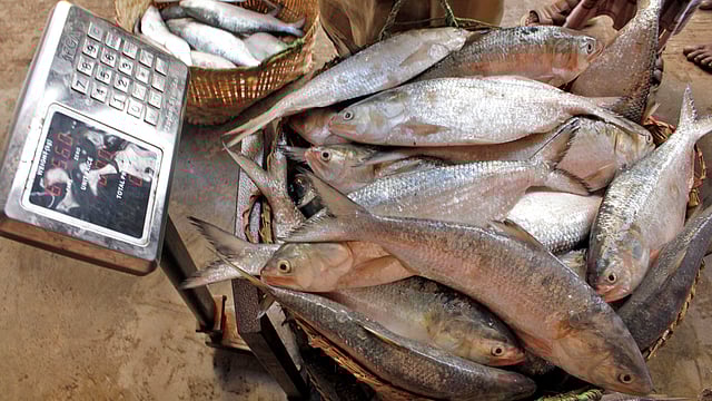 মৎস্য অধিদপ্তরের হিসাবে, দেশে ধরা পড়া ইলিশের পরিমাণ, আয়তন ও ওজন বেড়েছে। ছবি: জুয়েল শীল