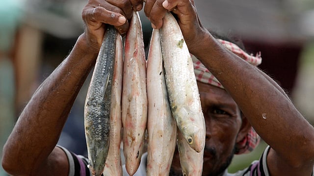 চকচকে ইলিশ। ছবি: জুয়েল শীল