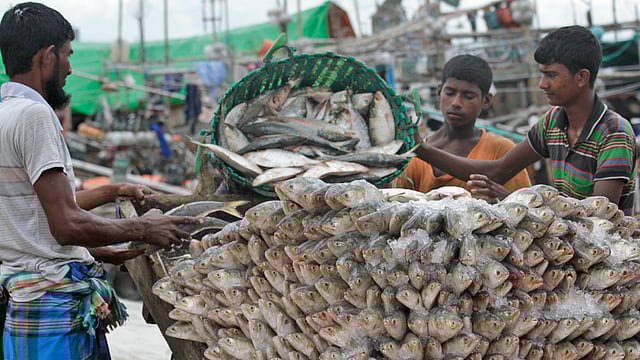 এবার জুলাই থেকেই বাংলার নদ-নদীতে ইলিশ আসতে শুরু করেছে। ছবি: জুয়েল শীল