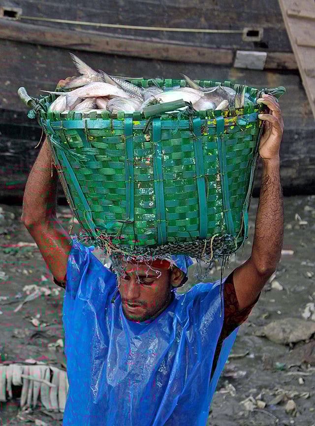 নৌকা থেকে মাছ নামিয়ে বাজারে নিয়ে যাওয়া হচ্ছে। ছবি: জুয়েল শীল