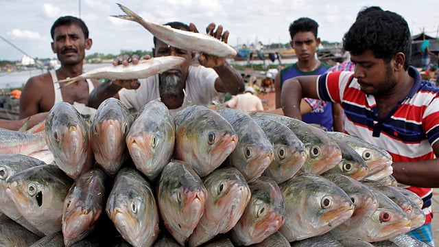 কমবেশি সবারই প্রিয় ইলিশ মাছ। ছবি: জুয়েল শীল