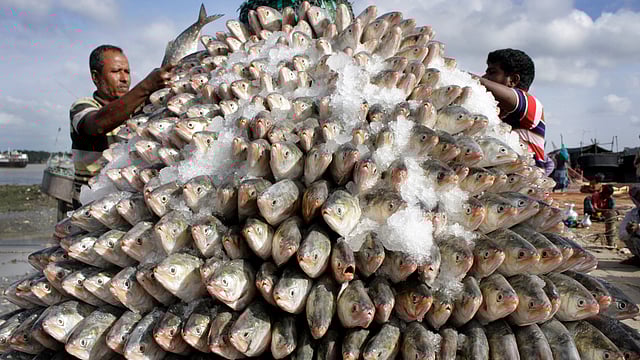 বাংলাদেশেই বিশ্বের সবচেয়ে বেশি ইলিশ ধরা পড়ে (৫০-৬০ শতাংশ)। ছবি: জুয়েল শীল