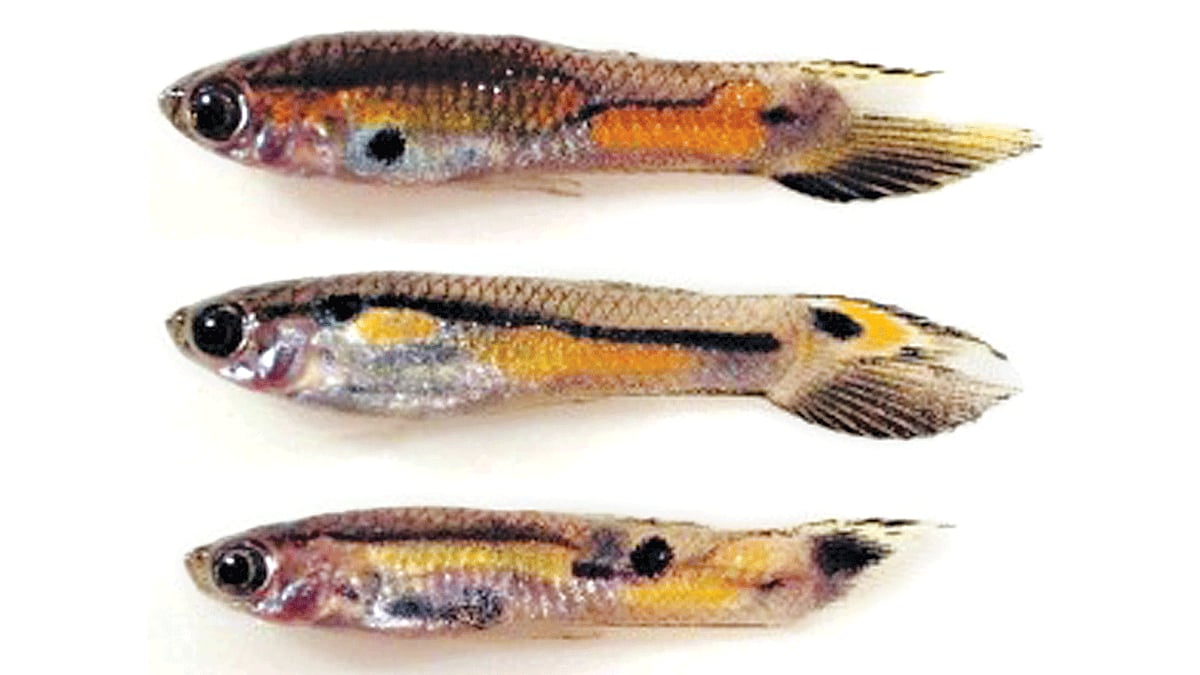 গাপ্পি মাছ, ইন্টারনেট থেকে নেওয়া ছবি