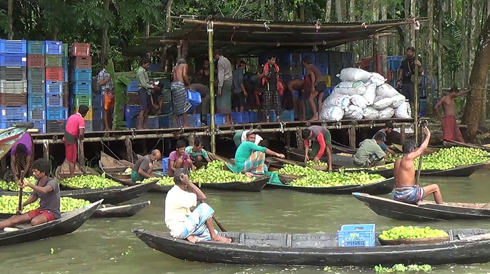 ঝালকাঠির ভীমরুলিতে পেয়ারার ভাসমান বাজার l ছবি: প্রথম আলো ঝালকাঠির ভীমরুলিতে পেয়ারার ভাসমান বাজার l ছবি: প্রথম আলো