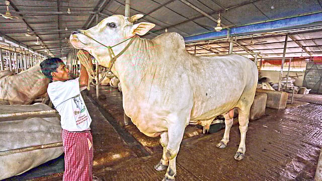 নবাব: ওজন ১ হাজার ২৬৫ কেজি। দাম ১৩ লাখ টাকা