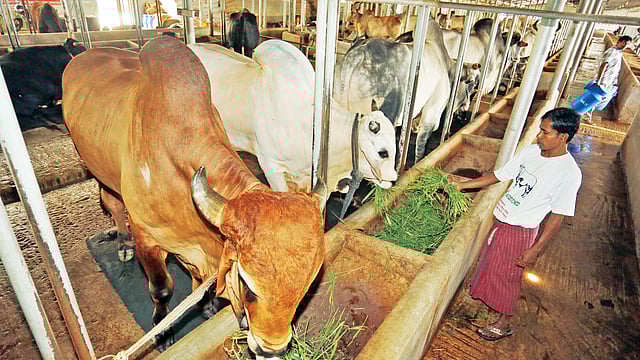 কেরানীগঞ্জের কোনাখোলায় শরীফ অ্যাগ্রোভেটের গরুর খামার। কোরবানির ঈদে বিক্রয়ের জন্য ৫০০ গরু বড় করেছে তারা