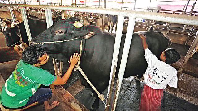 কালা তুফান: ওজন ১ হাজার ৩৫০ কেজি। দাম ১৫ লাখ টাকা। ছবিগুলো তুলেছেন জাহিদুল করিম