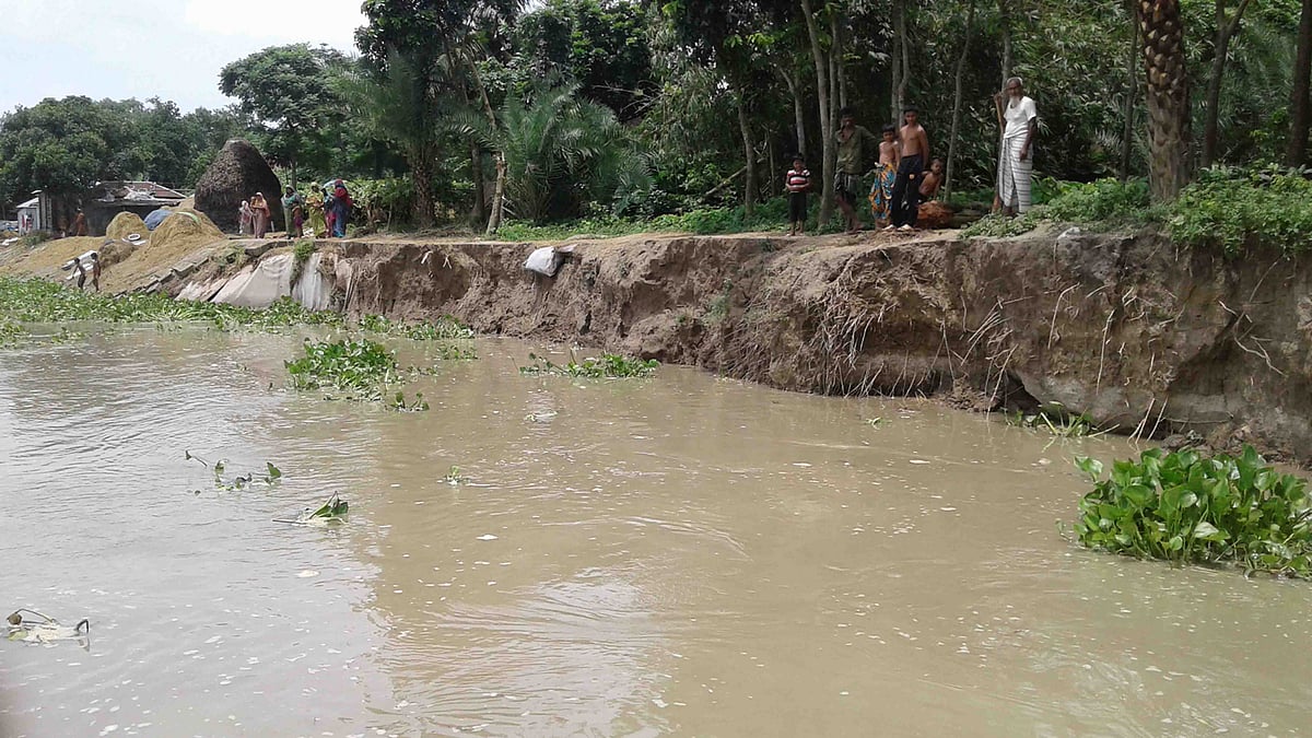 নাটোরের লালপুরের নুরুল্লাপুর এলাকায় পদ্মার উত্তর তীর সংরক্ষণ বাঁধ গত কয়েক দিনে নদীতে বিলীন। ছবিটি সম্প্রতি তোলা। ছবি: প্রথম আলো