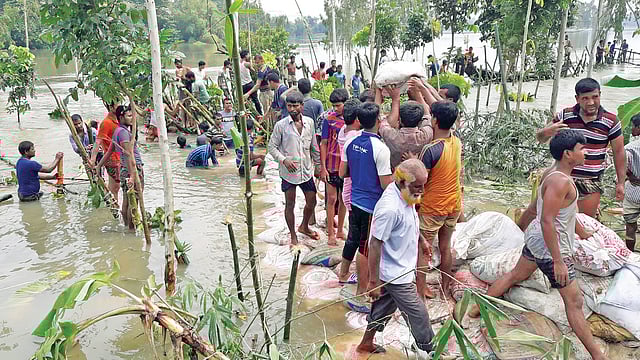 নওগাঁর ইকরতাড়া এলাকায় ভেঙে যাওয়া বাঁধ সংস্কার করছে স্থানীয় জনগণ
