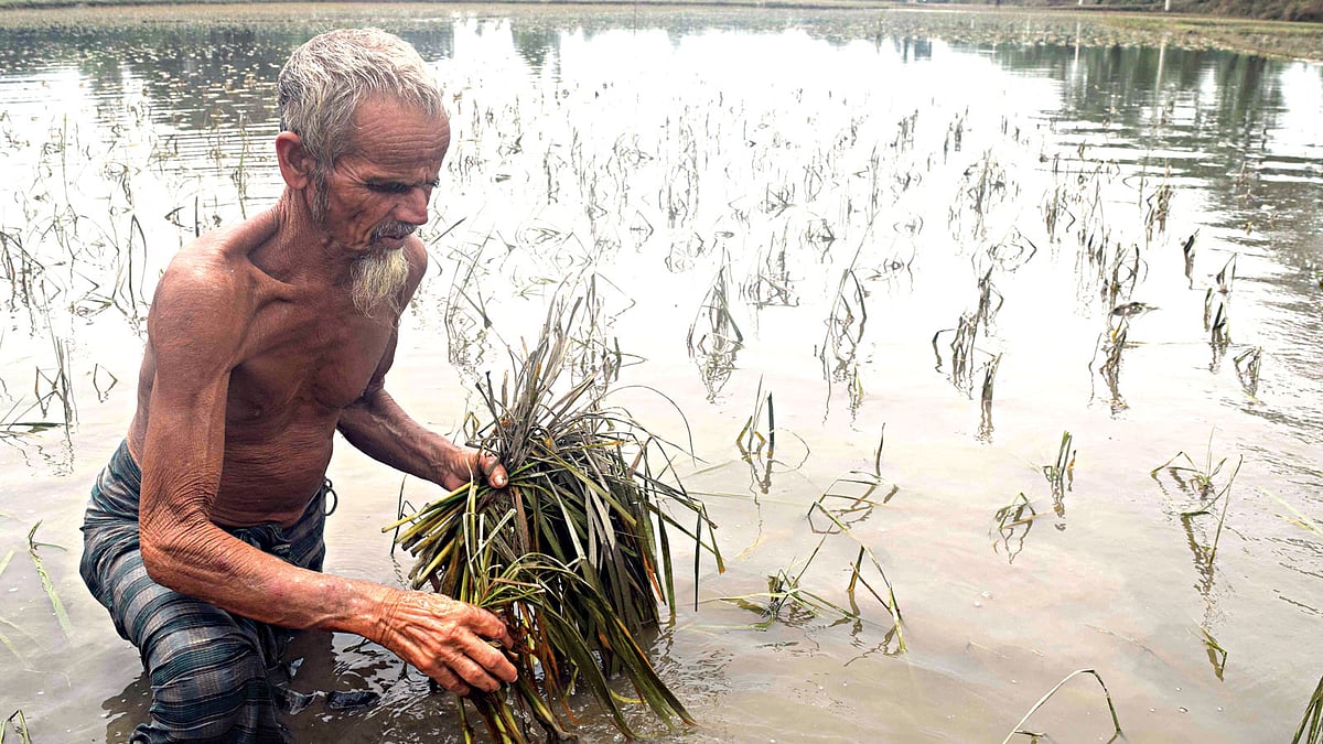 রংপুরের তারাগঞ্জের জগদীশপুর গ্রামের রুস্তম আলী বন্যার পানিতে পচে যাওয়া আমন ধানের চারা তুলে দেখছেন। ছবিটি গতকাল ভেড়ভেড়ির মাঠ থেকে তোলা l প্রথম আলো
