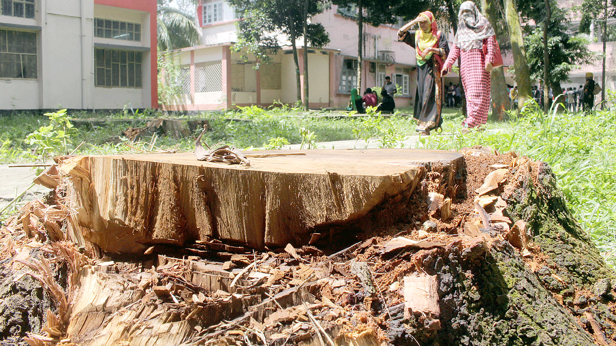 বগুড়ার সরকারি আজিজুল হক কলেজ থেকে এভাবে পাঁচটি গাছ কেটে নেওয়া হয়েছে। এমন একটি গাছের গোড়া পড়ে আছে। গতকালের ছবি l প্রথম আলো
