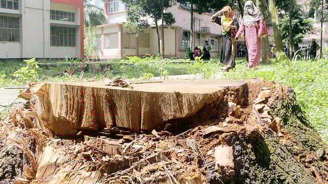 বগুড়ার সরকারি আজিজুল হক কলেজ থেকে এভাবে পাঁচটি গাছ কেটে নেওয়া হয়েছে। এমন একটি গাছের গোড়া পড়ে আছে। গতকালের ছবি l প্রথম আলো