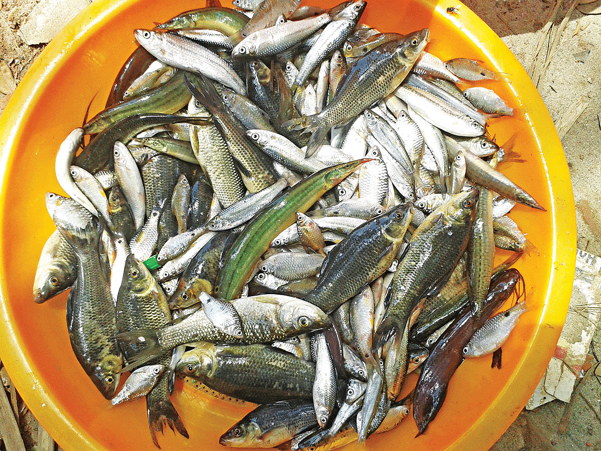 বর্ষায় প্রাণ ফিরে পাচ্ছে বুড়িগঙ্গা। নদীতে মিলছে মাছ। সেই মাছ বিক্রি হচ্ছে নদীর তীরেই। ছবিগুলো বুড়িগঙ্গার কামরাঙ্গীরচর ও বছিলা এলাকা থেকে তোলা l প্রথম আলো