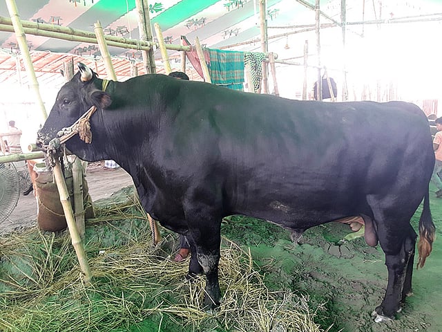 কালাবাবু নামের এই গরুটির দাম হাঁকা হচ্ছে ১৩ লাখ টাকা। ছবিটি সোমবার গাবতলী পশুর হাট থেকে তোলা। ছবি: কমল জোহা খান