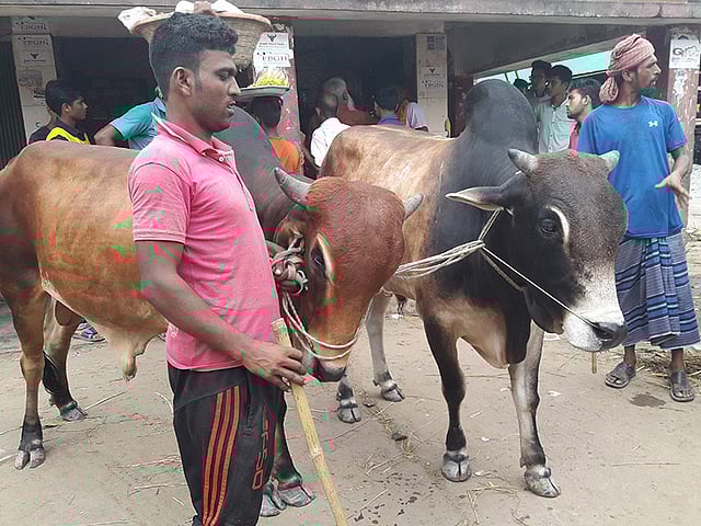 কুষ্টিয়া থেকে আসা এই এক জোড়া গরুর দাম ২ লাখ ৬ হাজার টাকায় বিক্রি হয়েছে। ছবিটি সোমবার গাবতলী পশুর হাট থেকে তোলা। ছবি: কমল জোহা খান
