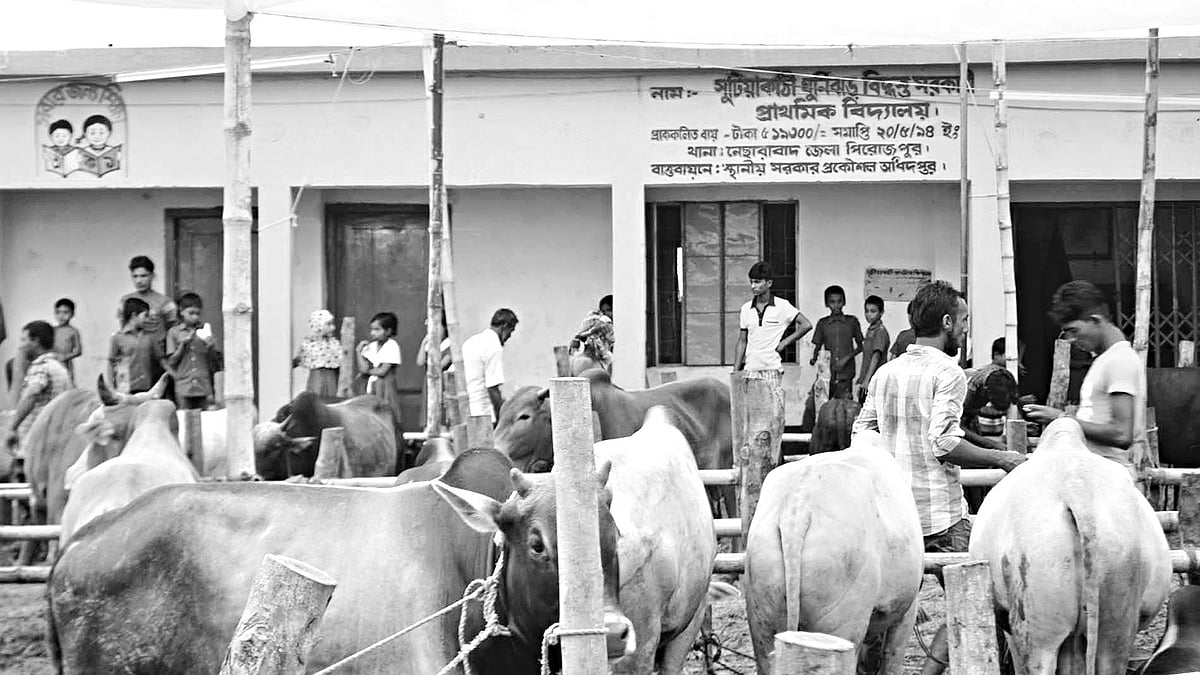 বিদ্যালয়ের মাঠে গরুর হাট বসানোর ব্যাপারে নিষেধাজ্ঞা জারি করে উপজেলা প্রশাসন। এরপরও পিরোজপুরের নোরাবাদ উপজেলার সুটিয়াকাঠী ইউনিয়ন মাধ্যমিক বিদ্যালয় মাঠে গত শনিবার থেকে গরুর হাট বসিয়েছে বিদ্যালয় কর্তৃপক্ষ। ছবিটি গতকাল তালা l প্রথম আলো